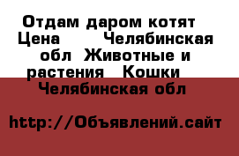 Отдам даром котят › Цена ­ 0 - Челябинская обл. Животные и растения » Кошки   . Челябинская обл.